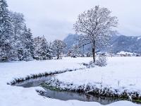 Schafelbach mit einzelnem Baum im Winter
